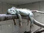 iguane-ereinte-photos-plus-reussies-2008_71597.jpg